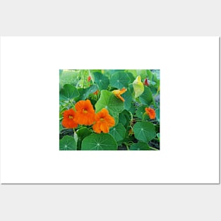 Yellow and orange nasturtiums in my garden Posters and Art